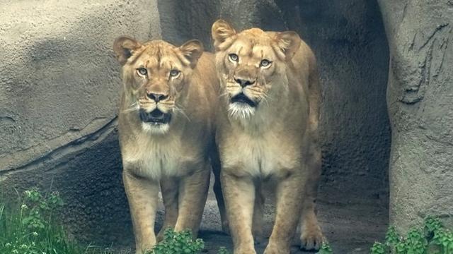 lions-asha-and-amirah-patti-truesdell-20190515110033-94817300.jpg 