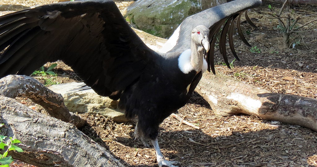 National Aviary's Andean Condor Lianni Lays First Egg Since 2009 - CBS ...