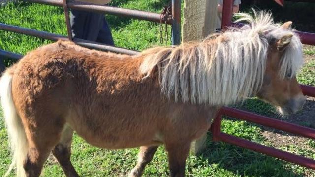 stearns-county-horse-found.jpg 