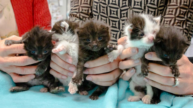 metal-kittens-rescued-san-diego-humane-society.jpg 