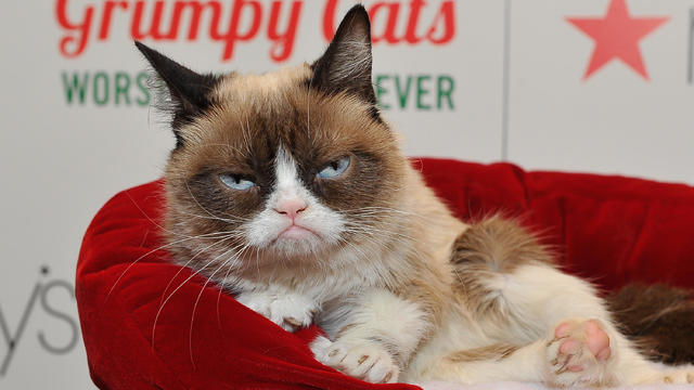 Lifetime's Grumpy Cat's Worst Christmas Ever 