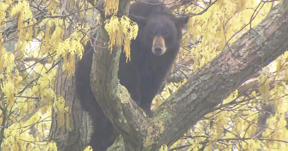 Arlington Bear Safely Removed From Tree After Wandering Around Town 