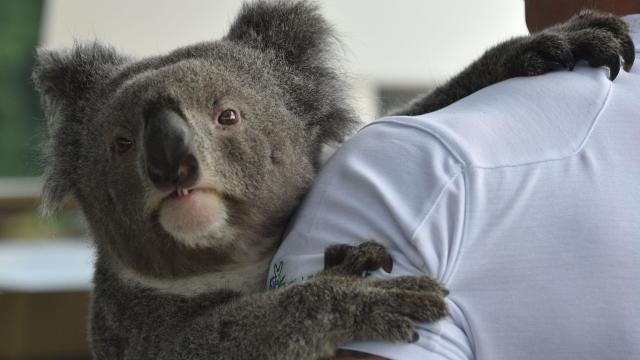 AUSTRALIA-SCIENCE-ANIMAL-GENETICS-CONSERVATION-KOALA 