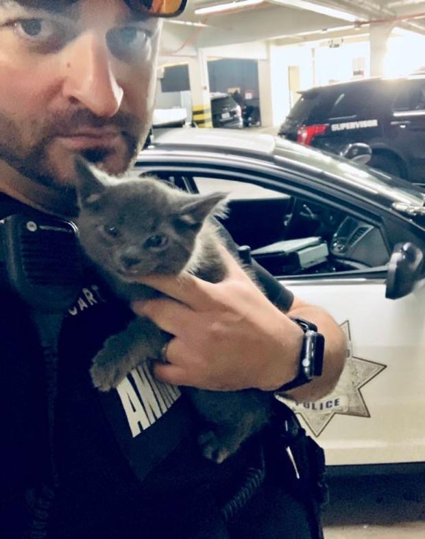 Rescued kitten in Palo Alto 