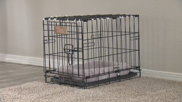 CATS ROAD TRIP 5PKG_frame_0 