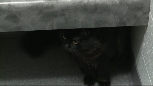 CATS ROAD TRIP 5PKG_frame_1878