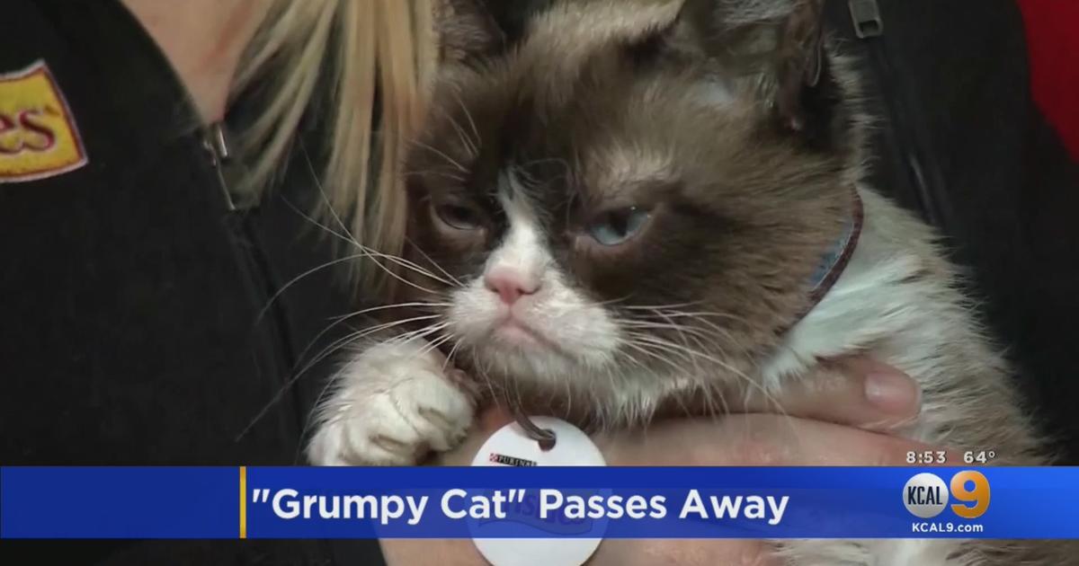 Celebrity Feline Grumpy Cat Dead At 7 Cbs Los Angeles