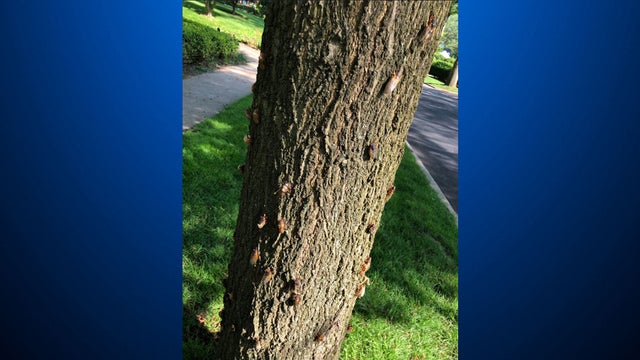 cicadas-tree-pittsburgh.jpg 