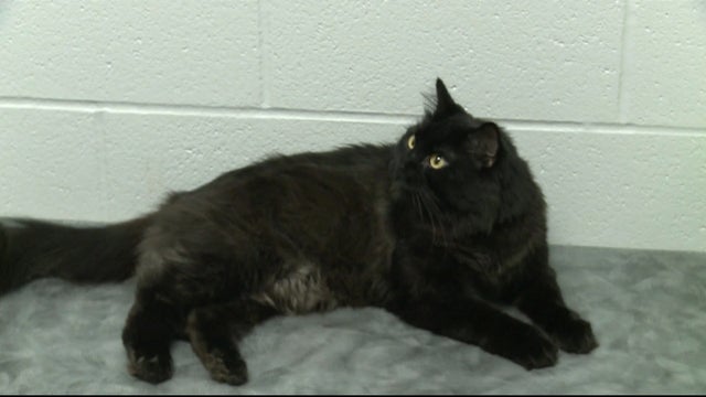 CATS ROAD TRIP 5PKG_frame_1525