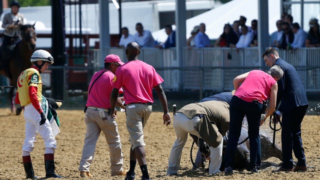 Black Eyed Susan Horse Race 