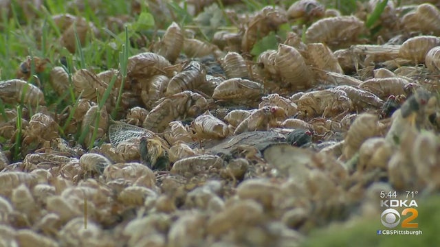 cicadas.jpg 