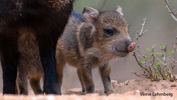Nature up close Our javelina scare CBS News