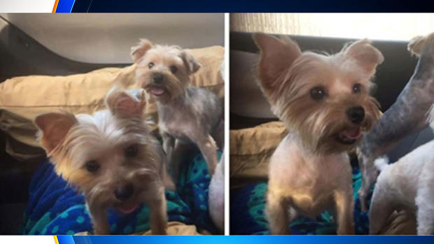 Yorkshire Terriers stolen in home burglary in Royse City 