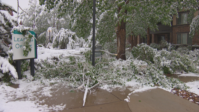 SNOWY TREES DOWN 12SOT.transfer_frame_816 