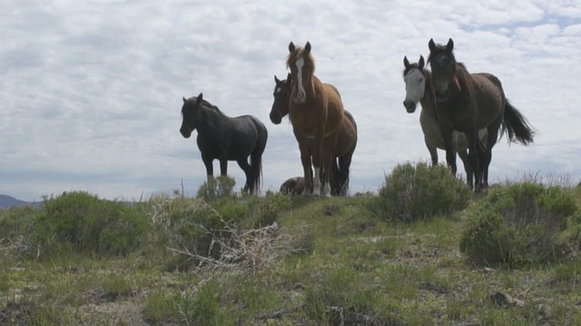 ctm-5-21-wild-horses.jpg 