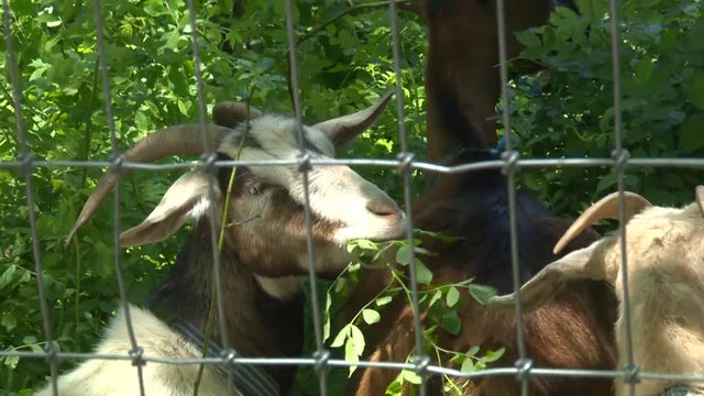 nyc-goats.jpg 