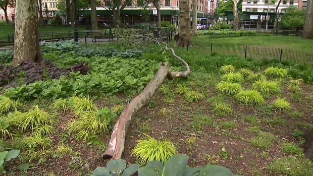 Tree Branch Hits Tourist In Washington Square 