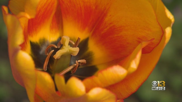 0522pollen.jpg 