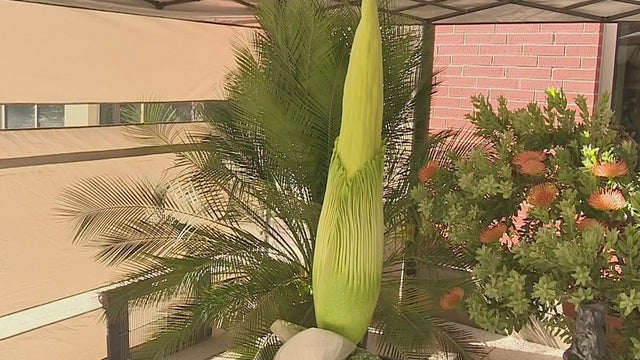 lb-corpse-flower.jpg 