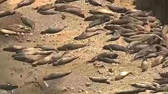 elephant-seals-point-reyes.jpg 
