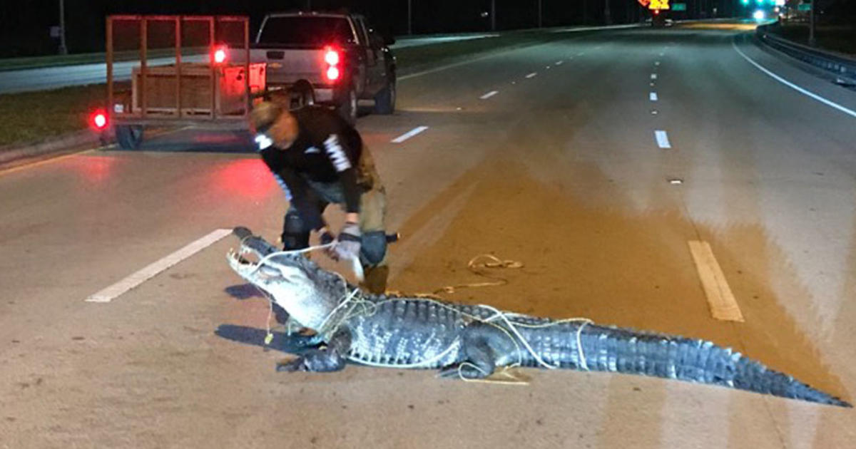 Alligator climbs fence in Florida 