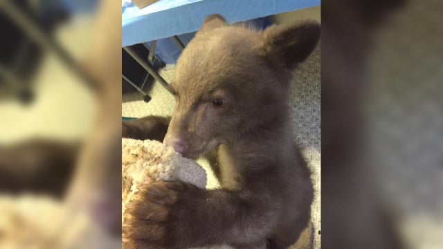 bear-cub-rescue.jpg 