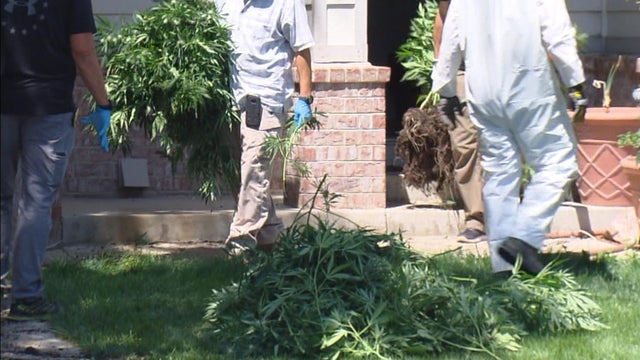 pot-raids-3.jpg 