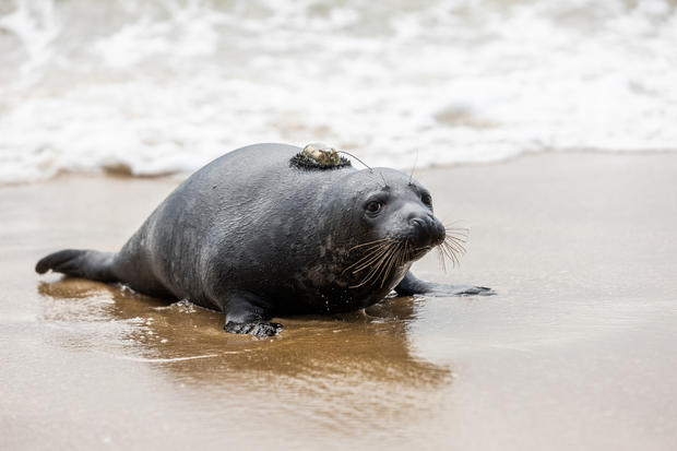 Grey seals Edwin Hubble and George Washington Carver are released in Ocean City, Maryland | May 23, 2019 
