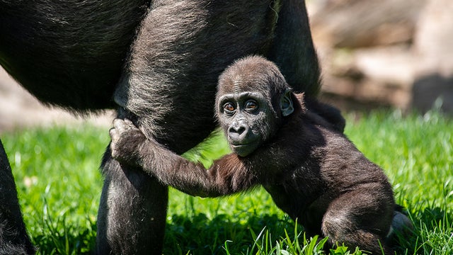 frankie-pittsburgh-zoo-gorilla.jpg 