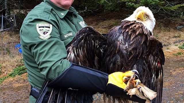 maine-eagle-bald.jpg 