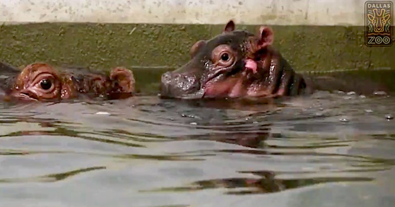 Baby Hippo At Dallas Zoo Splashing Around With Mama - CBS Texas