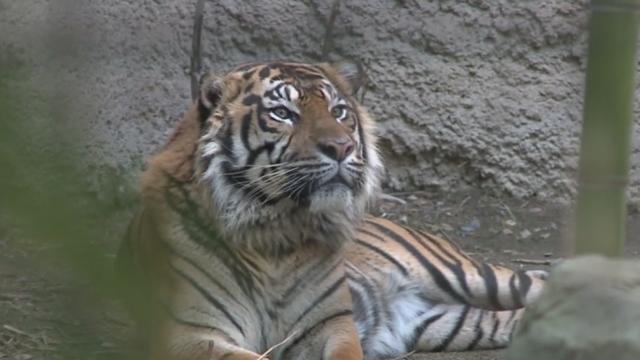 sacramento-zoo-tiger.jpg 