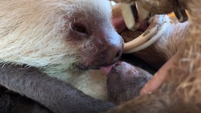 baby-sloth-licking-5.28.jpg 