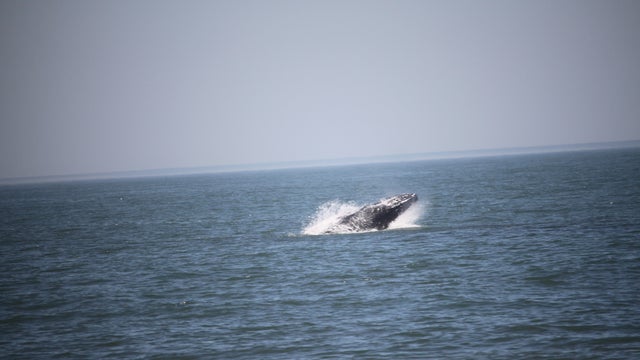 0527whale5.jpg 