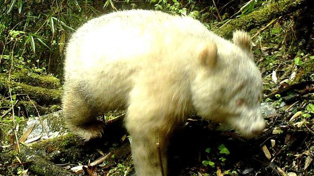 Albino Giant Panda 