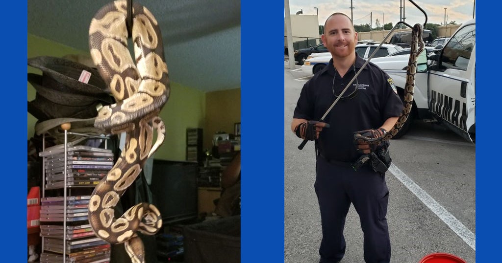 Coral Springs Man Finds Snake Slithering In His Toilet - CBS Miami