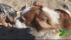 dog-giardia.jpeg 