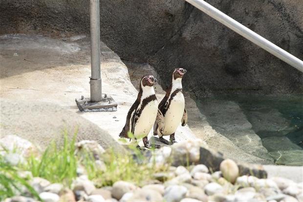 philadelphia-zoo-penguins-5.jpg 