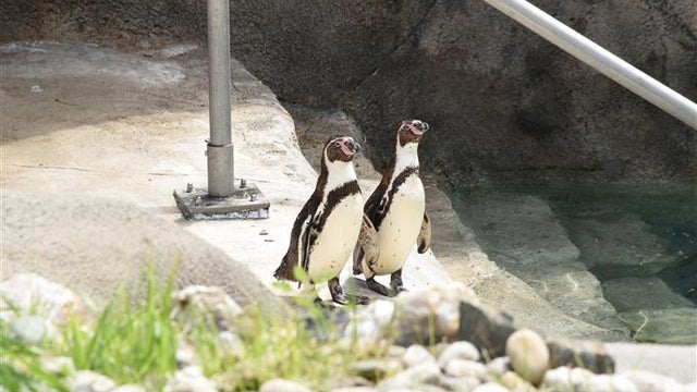 philadelphia-zoo-penguins-5.jpg 