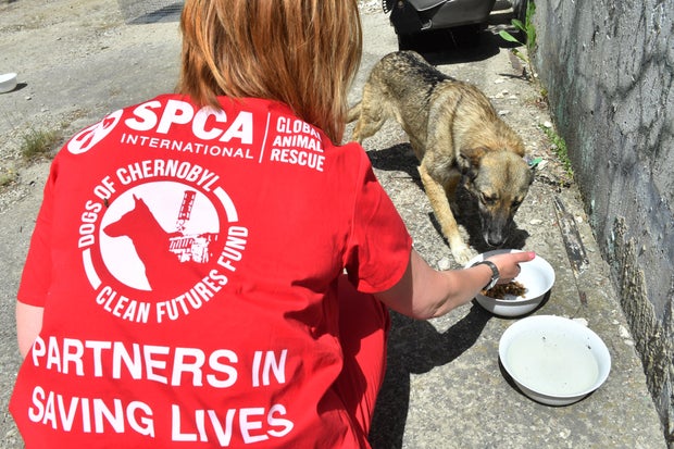 UKRAINE-CHERNOBYL-ANIMALS-STRAY-DOGS