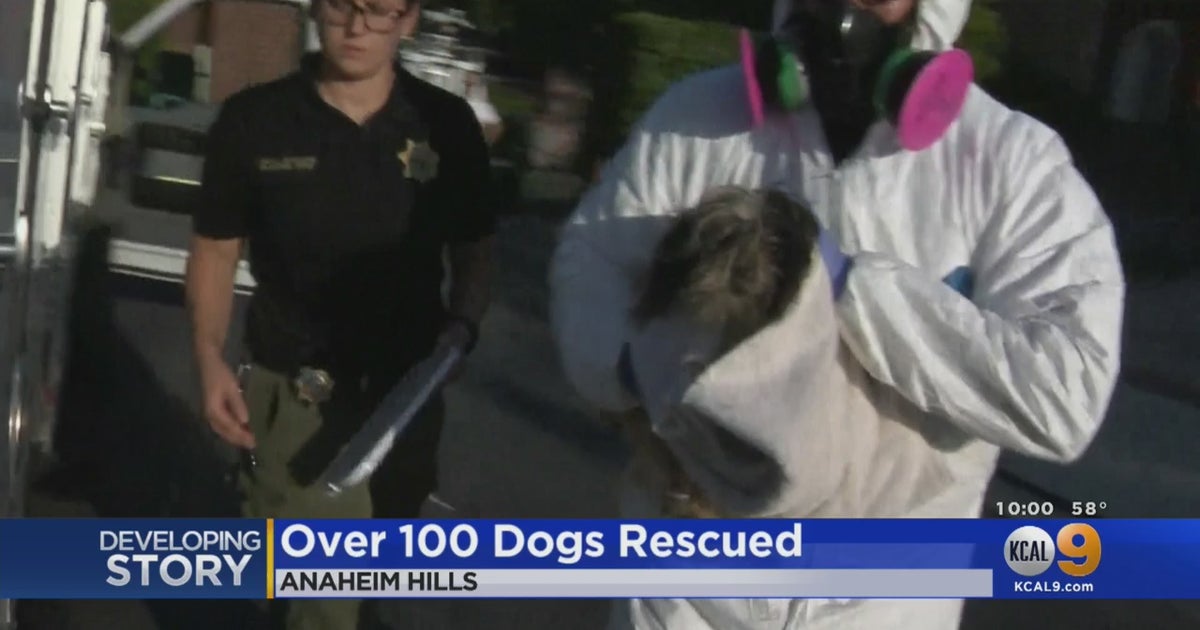 Nearly 140 Dogs Found Inside Mansion In Orange - CBS Los Angeles