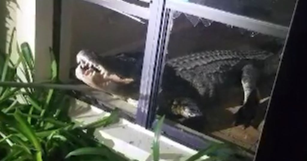 Florida Woman Not Getting Insurance Coverage After 11Foot Gator Breaks