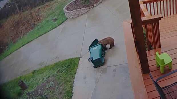 CO_ LARKSPUR BEAR 6VO_frame_532