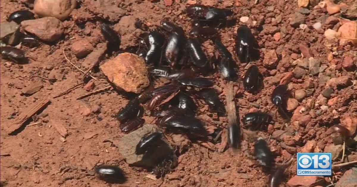 Above-Average Rains Bringing Out Cockroaches - CBS Sacramento