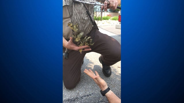 bethel-park-duckling-rescue.jpg 