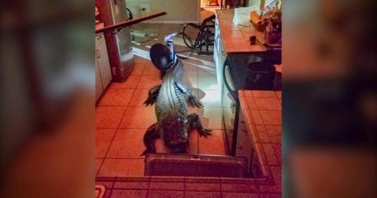 11 Foot Alligator Breaks Into Florida Home Cbs News 6904