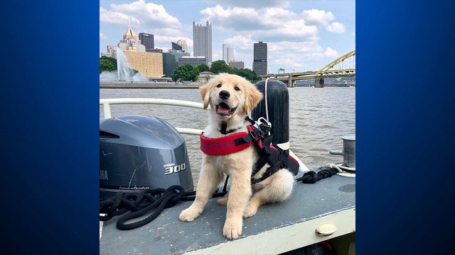 pittsburgh-police-comfort-dog-zane.jpg 