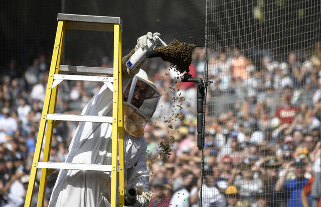 Un-bee-lievable: Bee swarm delays Astros' 7-2 win - The San Diego  Union-Tribune