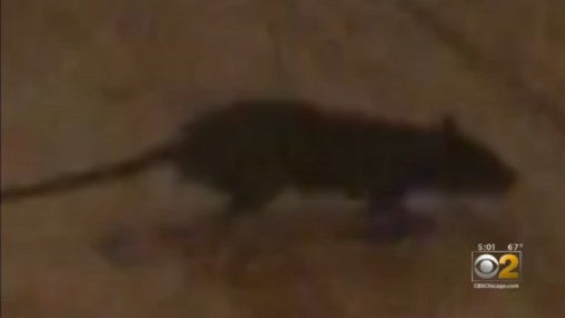 rat-apartment.jpg 