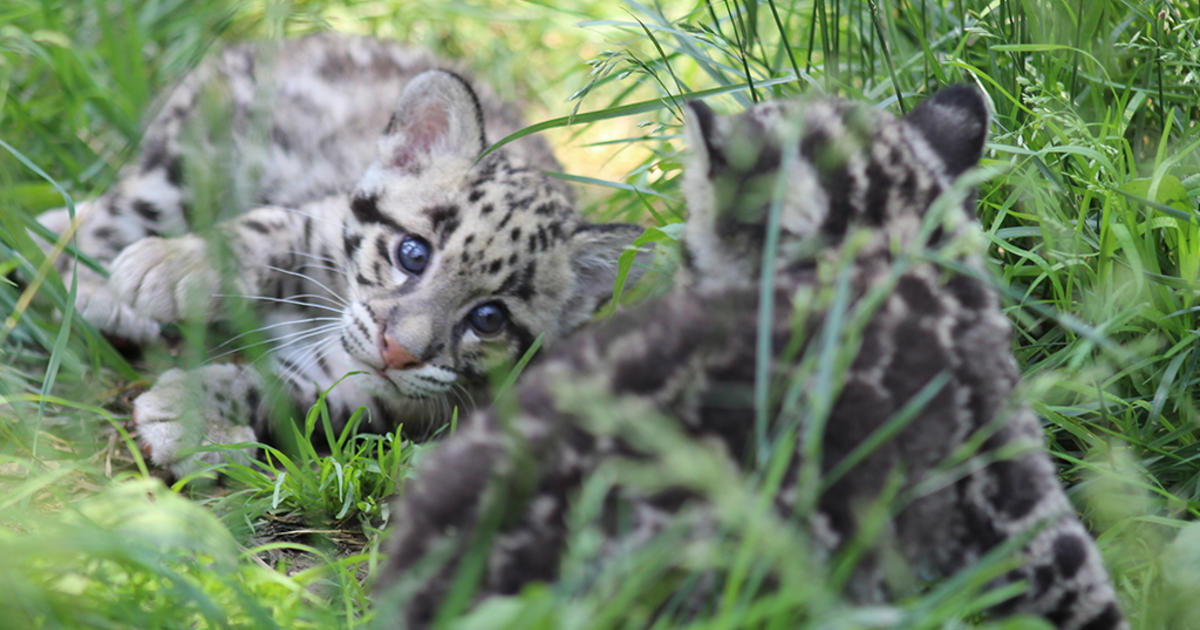 baby clouded leopards